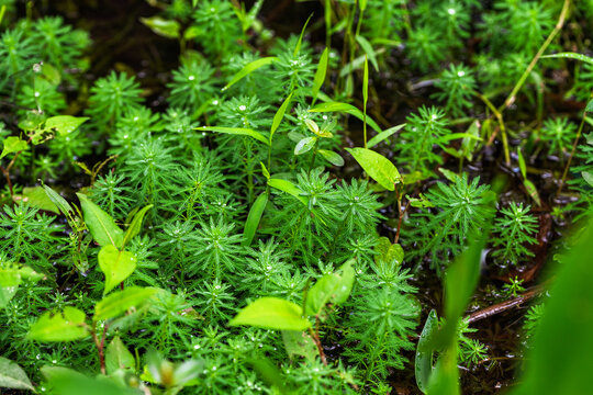 带水珠的绿色水生植物景观