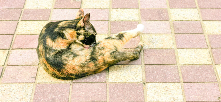 路边的流浪猫