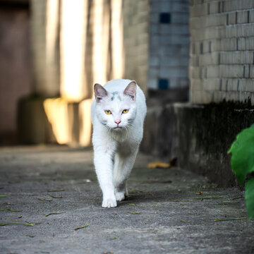 小巷中行走的白色猫咪