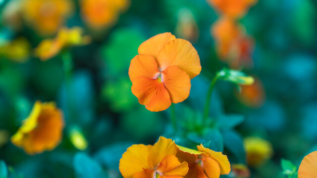 三色堇橙色的花春天花海花特写