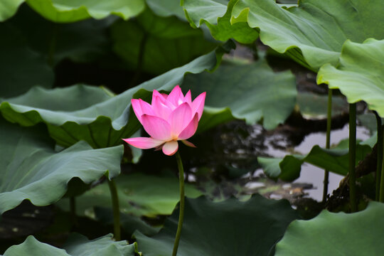 荷花