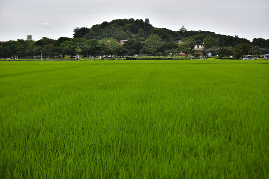 稻田