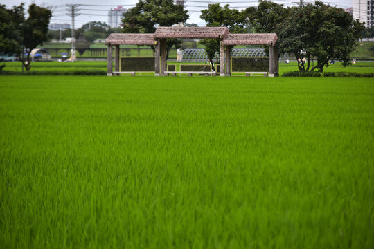 田园