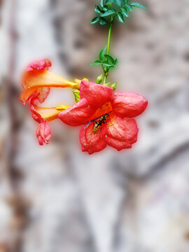 娇艳凌霄花上的小昆虫