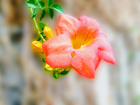 凌霄花