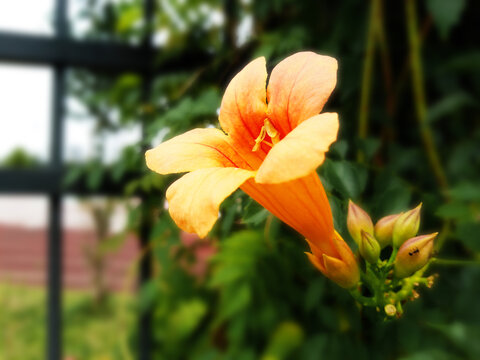 凌霄花
