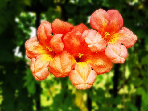 凌霄花开