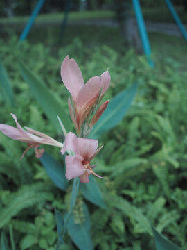 粉红色美人蕉开花植物特写镜头
