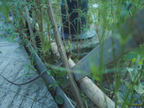 花草之间栖息的小蜥蜴