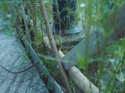 植物旁边的蜥蜴