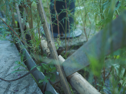 花草之间栖息的小蜥蜴