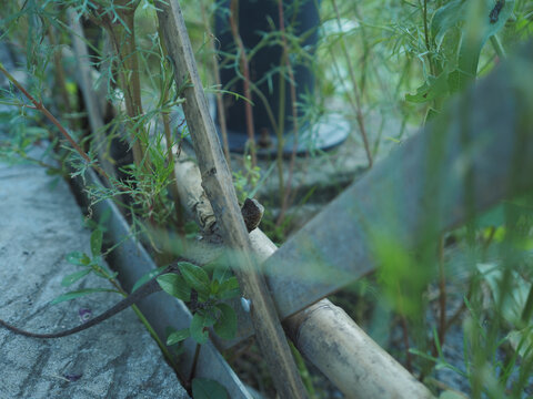 花草之间栖息的小蜥蜴