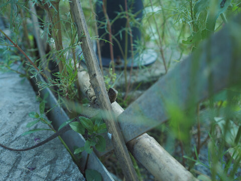 花草之间栖息的小蜥蜴