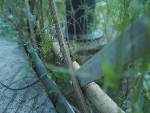 花草之间栖息的小蜥蜴