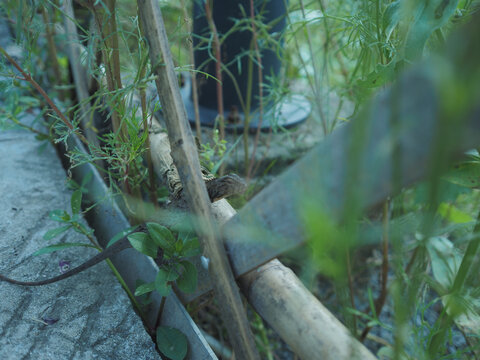 花草之间栖息的小蜥蜴