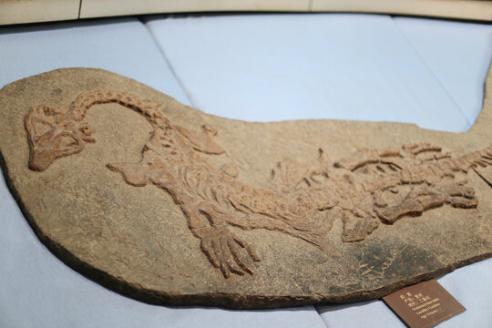 四川自贡恐龙博物馆展出的恐龙幻龙化石标本