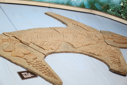 四川自贡恐龙博物馆展出的恐龙贵州鱼龙化石