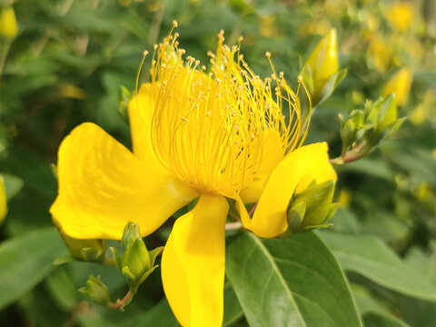 娇艳金丝桃花特写