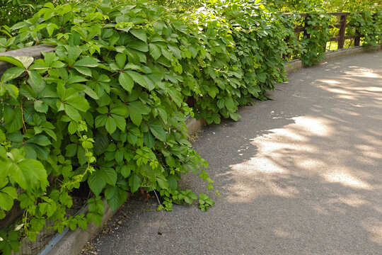 藤本植物五叶地锦