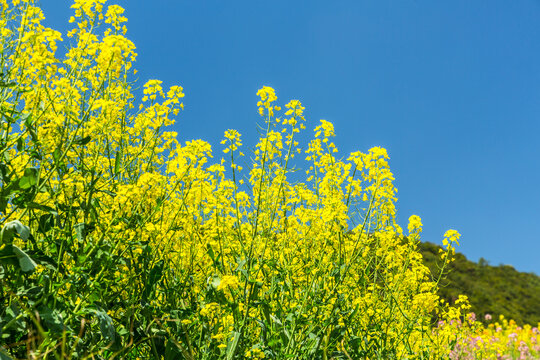 油菜花
