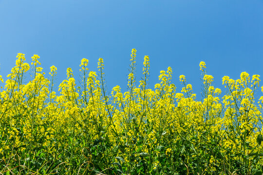 油菜花