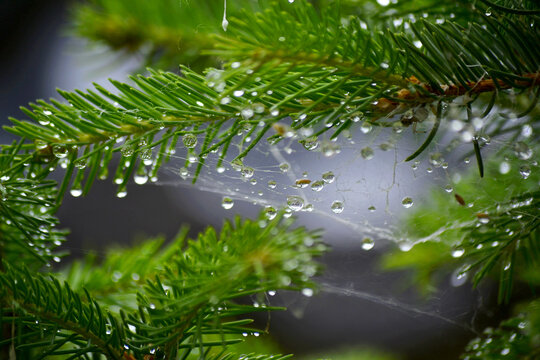松枝雨珠