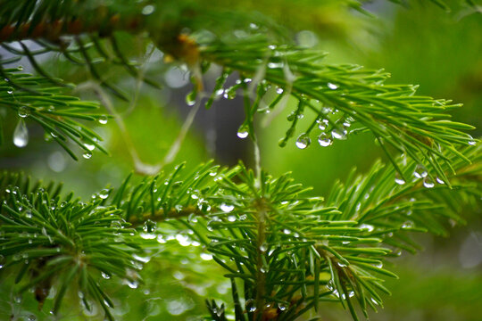 松枝雨珠