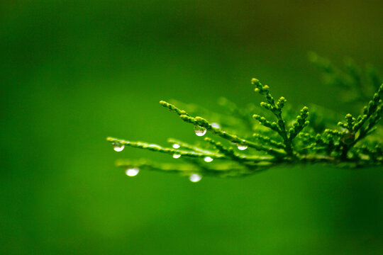 松枝雨珠
