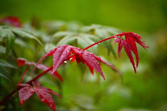 枫叶雨珠