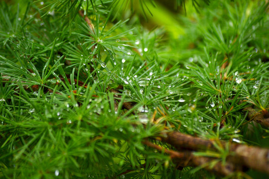 松枝雨珠