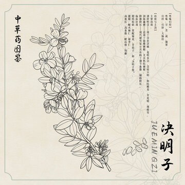 决明子草药图鉴线稿