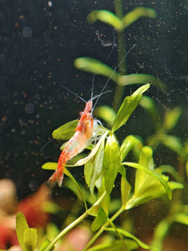 观赏虾宠物虾