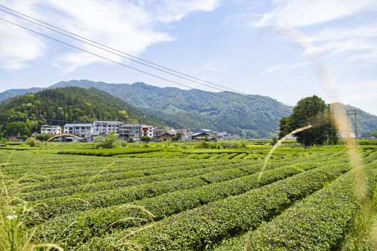 武夷山下的翠绿茶园与村落