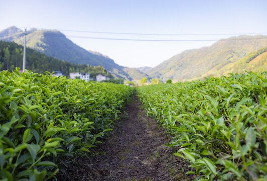 武夷山下的茶园风光