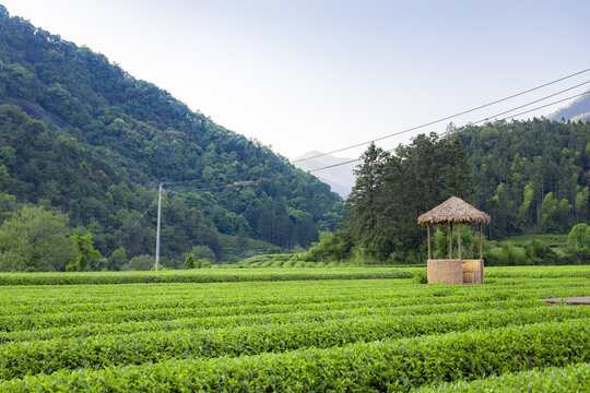 武夷山下翠绿茶园中的茅草凉亭