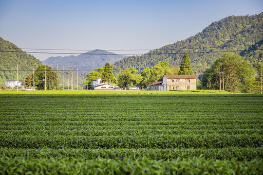 武夷山下的茶园与乡村景致