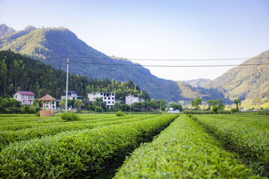 武夷山下的葱郁茶园与民居景致