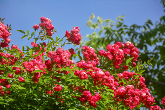 仰拍蔷薇花