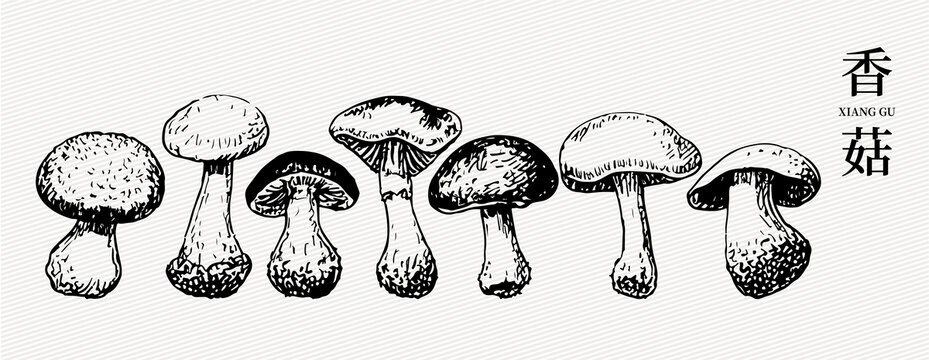 香菇线稿