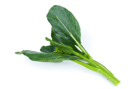 板蓝根菜心