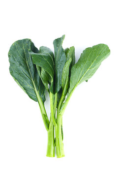 板蓝根菜心