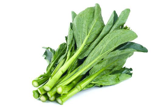 板蓝根菜心