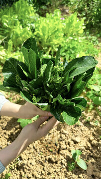 板蓝根菜心