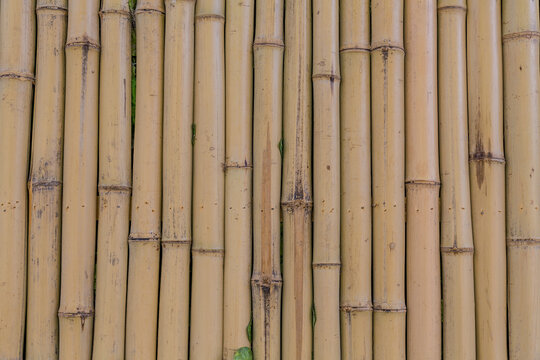 竹篱笆竹子栅栏墙背景