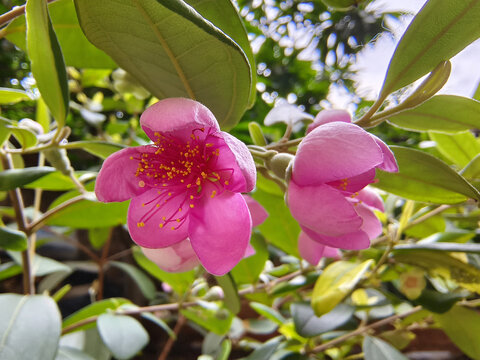 山捻花