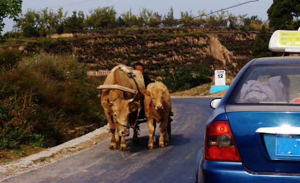 公路上的牛车