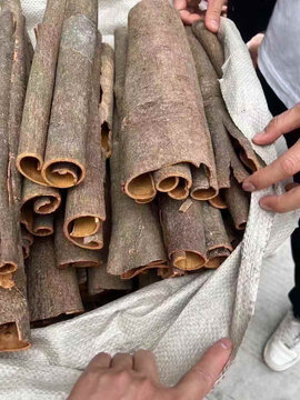 桂皮