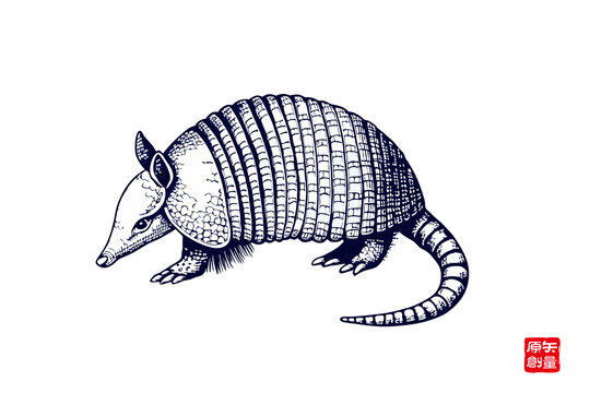 犰狳手绘插画动物图案