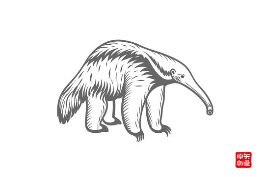 手绘食蚁兽动物插画