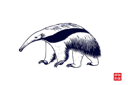 手绘食蚁兽动物插画